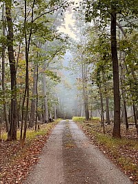 The Narrow Path